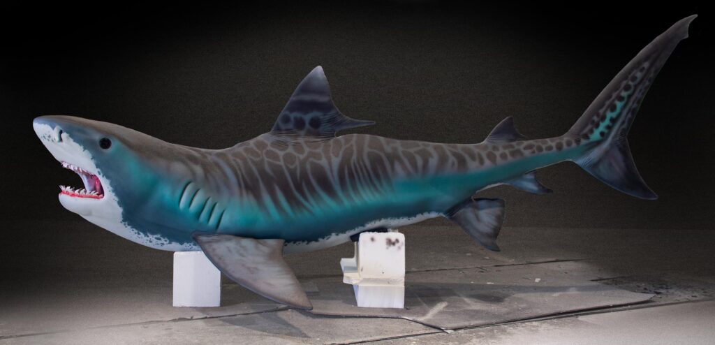 Life size Tiger Shark model made for water park.