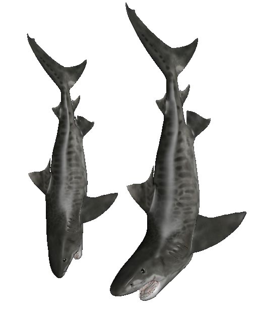 Tiger Shark 3D Digital Model